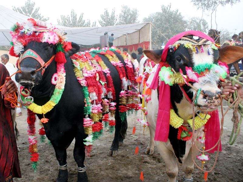 عید قربان پر  بچے ہوں  یا بڑے سب ہی نے   اپنے جانوروں کو  خوب اچھی  طرح سجایا