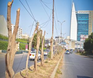  شارع فیصل کےاطراف لگےدرختوں کوکاٹنا شروع کردیا گیا