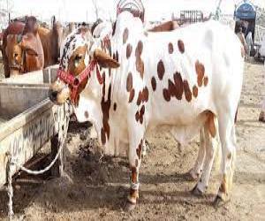 کراچی میں سپر ہائی وے کے قریب شہر مویشیاں تو آباد ہوگیا  مگر بیوپاریوں کو انتظار ہے سنجیدہ خریداروں  کا۔