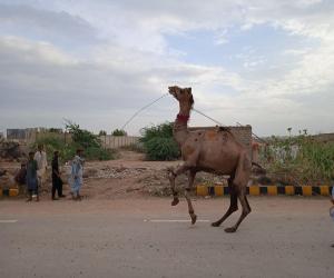 کراچی میں عیدالاضحیٰ کے دن کا آغاز سبیل والی مسجد میں نماز عید کی ادائیگی سے ہوا۔