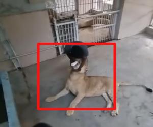 کراچی چڑیا گھر میں شیرکو مالک کی جانب سے فیڈر میں دودھ پلانےکی ویڈیووائرل 