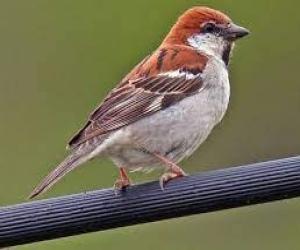 محکمہ وائلڈ لائف سندھ نےکراچی میں چڑیا شماری کے نتائج جاری کردئیے